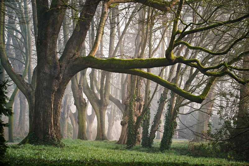Fairy-tale Forest